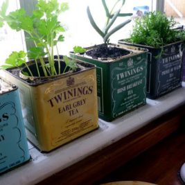Eclectic kitchen herb garden design repurposed tea tin planters
